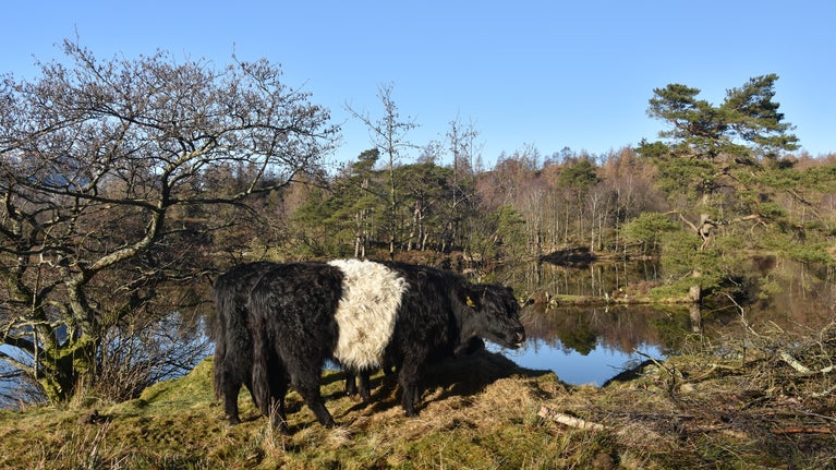 Belted Galloway cattle grazing at Tarn Hows, Cumbria